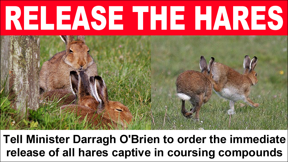 release the hares jan 2021
