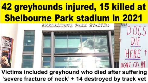 shelbourne park 42 injured 15 killed copy