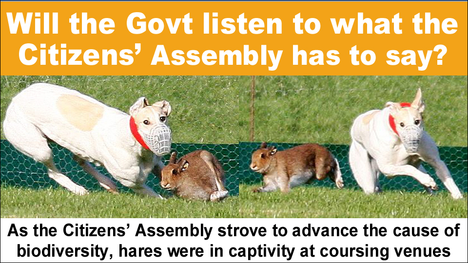 Will the Govt listen to what the Citizens’ Assembly on Biodiversity Loss has to say copy