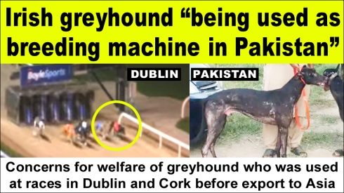 Irish greyhound being used as breeding machine in Pakistan copy